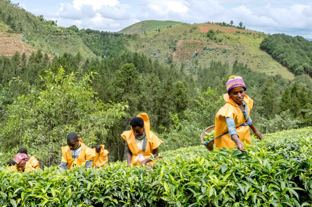 Cómo el cultivo de té impulsa el desarrollo económico de este país
