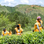 Cómo el cultivo de té impulsa el desarrollo económico de este país