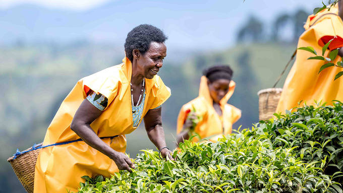 Cómo el cultivo de té impulsa el desarrollo económico de este país