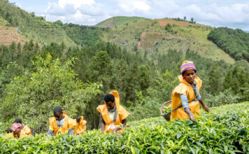 Cómo el cultivo de té impulsa el desarrollo económico de este país Cómo el cultivo de té impulsa el desarrollo económico de este país