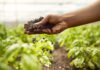 OCDE y FAO prevén más ingresos agrícolas, pero alertan por volatilidad OCDE y FAO prevén más ingresos agrícolas, pero alertan por volatilidad