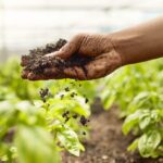 OCDE y FAO prevén más ingresos agrícolas, pero alertan por volatilidad