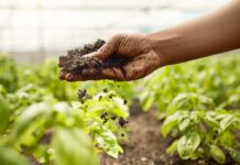 OCDE y FAO prevén más ingresos agrícolas, pero alertan por volatilidad OCDE y FAO prevén más ingresos agrícolas, pero alertan por volatilidad