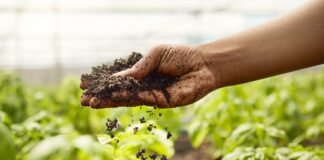 OCDE y FAO prevén más ingresos agrícolas, pero alertan por volatilidad OCDE y FAO prevén más ingresos agrícolas, pero alertan por volatilidad
