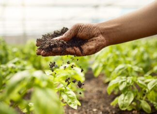 OCDE y FAO prevén más ingresos agrícolas, pero alertan por volatilidad OCDE y FAO prevén más ingresos agrícolas, pero alertan por volatilidad