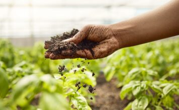 OCDE y FAO prevén más ingresos agrícolas, pero alertan por volatilidad OCDE y FAO prevén más ingresos agrícolas, pero alertan por volatilidad