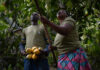El cambio que transformó una plantación de cacao y aseguró el futuro de una familia El cambio que transformó una plantación de cacao y aseguró el futuro de una familia