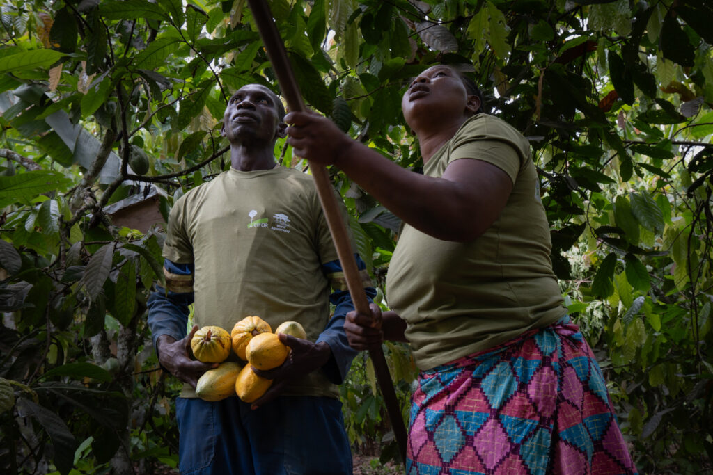 El cambio que transformó una plantación de cacao y aseguró el futuro de una familia