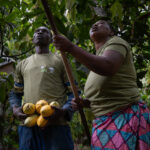 El cambio que transformó una plantación de cacao y aseguró el futuro de una familia