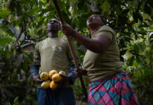 El cambio que transformó una plantación de cacao y aseguró el futuro de una familia El cambio que transformó una plantación de cacao y aseguró el futuro de una familia