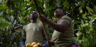 El cambio que transformó una plantación de cacao y aseguró el futuro de una familia El cambio que transformó una plantación de cacao y aseguró el futuro de una familia