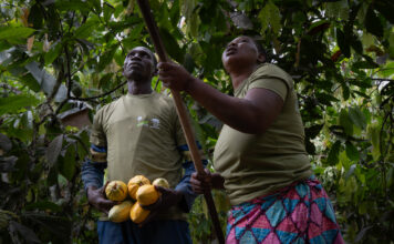 El cambio que transformó una plantación de cacao y aseguró el futuro de una familia El cambio que transformó una plantación de cacao y aseguró el futuro de una familia