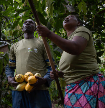 El cambio que transformó una plantación de cacao y aseguró el futuro de una familia El cambio que transformó una plantación de cacao y aseguró el futuro de una familia