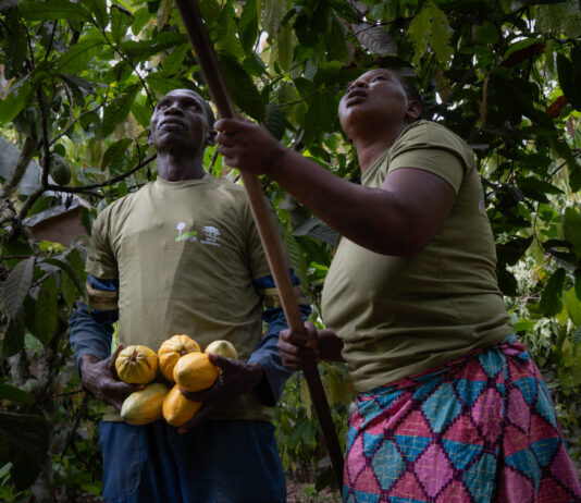 El cambio que transformó una plantación de cacao y aseguró el futuro de una familia El cambio que transformó una plantación de cacao y aseguró el futuro de una familia