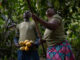 El cambio que transformó una plantación de cacao y aseguró el futuro de una familia El cambio que transformó una plantación de cacao y aseguró el futuro de una familia