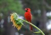 Estudio de Cal Poly revela cómo la luz nocturna, el aire y el clima afectan a las aves de Norteamérica Estudio de Cal Poly revela cómo la luz nocturna, el aire y el clima afectan a las aves de Norteamérica