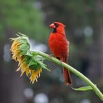 Estudio de Cal Poly revela cómo la luz nocturna, el aire y el clima afectan a las aves de Norteamérica