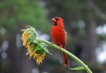 Estudio de Cal Poly revela cómo la luz nocturna, el aire y el clima afectan a las aves de Norteamérica Estudio de Cal Poly revela cómo la luz nocturna, el aire y el clima afectan a las aves de Norteamérica