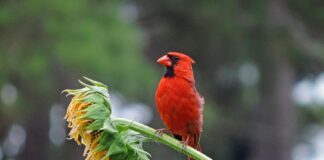 Estudio de Cal Poly revela cómo la luz nocturna, el aire y el clima afectan a las aves de Norteamérica Estudio de Cal Poly revela cómo la luz nocturna, el aire y el clima afectan a las aves de Norteamérica