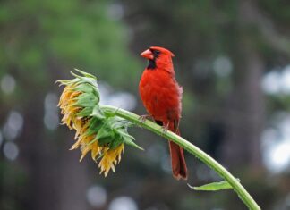 Estudio de Cal Poly revela cómo la luz nocturna, el aire y el clima afectan a las aves de Norteamérica Estudio de Cal Poly revela cómo la luz nocturna, el aire y el clima afectan a las aves de Norteamérica
