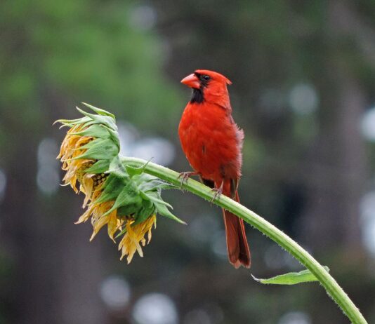 Estudio de Cal Poly revela cómo la luz nocturna, el aire y el clima afectan a las aves de Norteamérica Estudio de Cal Poly revela cómo la luz nocturna, el aire y el clima afectan a las aves de Norteamérica