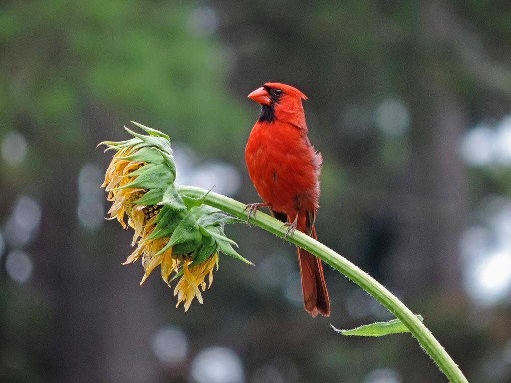 Estudio de Cal Poly revela cómo la luz nocturna, el aire y el clima afectan a las aves de Norteamérica 1 Estudio de Cal Poly revela cómo la luz nocturna, el aire y el clima afectan a las aves de Norteamérica