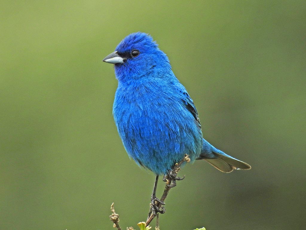 Estudio de Cal Poly revela cómo la luz nocturna, el aire y el clima afectan a las aves de Norteamérica