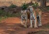 Nepal y China reportan avances históricos en la recuperación de tigres Nepal y China reportan avances históricos en la recuperación de tigres