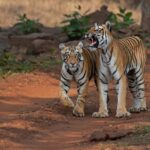 Nepal y China reportan avances históricos en la recuperación de tigres