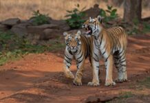 Nepal y China reportan avances históricos en la recuperación de tigres Nepal y China reportan avances históricos en la recuperación de tigres