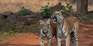 Nepal y China reportan avances históricos en la recuperación de tigres Nepal y China reportan avances históricos en la recuperación de tigres