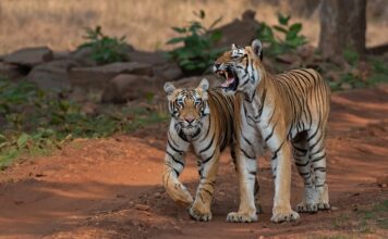 Nepal y China reportan avances históricos en la recuperación de tigres Nepal y China reportan avances históricos en la recuperación de tigres