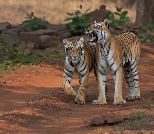 Nepal y China reportan avances históricos en la recuperación de tigres Nepal y China reportan avances históricos en la recuperación de tigres
