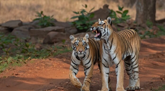 Nepal y China reportan avances históricos en la recuperación de tigres Nepal y China reportan avances históricos en la recuperación de tigres