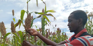 Reviven cultivos indígenas para enfrentar el cambio climático Reviven cultivos indígenas para enfrentar el cambio climático