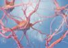 Caltech descubre cómo el contexto activa las neuronas espejo humanas Caltech descubre cómo el contexto activa las neuronas espejo humanas