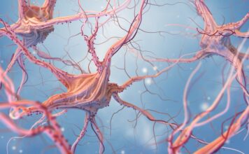 Caltech descubre cómo el contexto activa las neuronas espejo humanas Caltech descubre cómo el contexto activa las neuronas espejo humanas