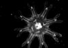 Medusas revelan una estrategia inesperada contra el cáncer Medusas revelan una estrategia inesperada contra el cáncer