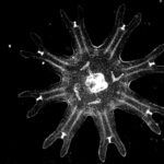 Medusas revelan una estrategia inesperada contra el cáncer