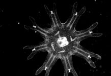 Medusas revelan una estrategia inesperada contra el cáncer Medusas revelan una estrategia inesperada contra el cáncer