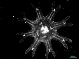Medusas revelan una estrategia inesperada contra el cáncer Medusas revelan una estrategia inesperada contra el cáncer