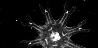 Medusas revelan una estrategia inesperada contra el cáncer Medusas revelan una estrategia inesperada contra el cáncer