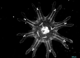 Medusas revelan una estrategia inesperada contra el cáncer Medusas revelan una estrategia inesperada contra el cáncer