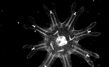 Medusas revelan una estrategia inesperada contra el cáncer Medusas revelan una estrategia inesperada contra el cáncer
