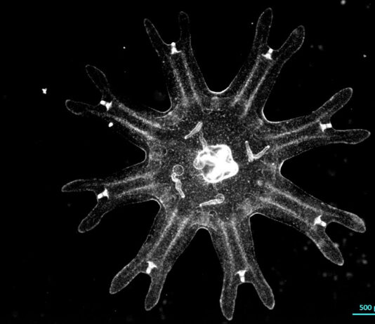 Medusas revelan una estrategia inesperada contra el cáncer Medusas revelan una estrategia inesperada contra el cáncer