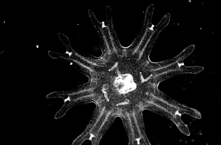 Medusas revelan una estrategia inesperada contra el cáncer Medusas revelan una estrategia inesperada contra el cáncer