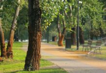Zamora Park reabre en El Monte con más de 100 árboles y sistemas para captar agua de lluvia Zamora Park reabre en El Monte con más de 100 árboles y sistemas para captar agua de lluvia