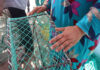 El cangrejo azul genera ingresos y desafíos para un grupo de pescadores El cangrejo azul genera ingresos y desafíos para un grupo de pescadores