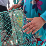 El cangrejo azul genera ingresos y desafíos para un grupo de pescadores