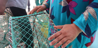 El cangrejo azul genera ingresos y desafíos para un grupo de pescadores El cangrejo azul genera ingresos y desafíos para un grupo de pescadores